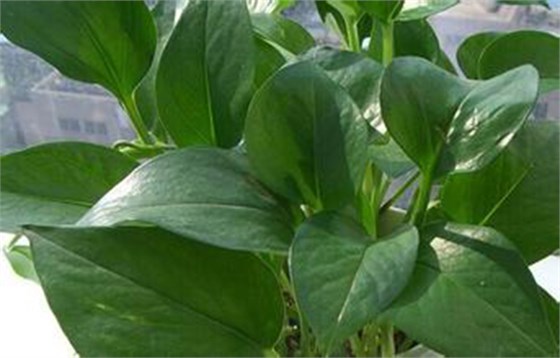 植物吸收二手烟 植物吸收二手烟